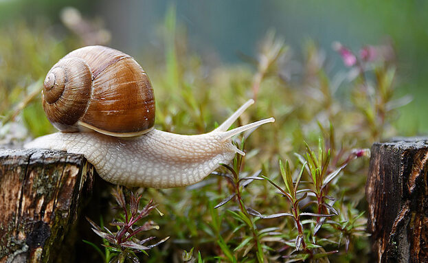 escargot-114505 (1).jpg
